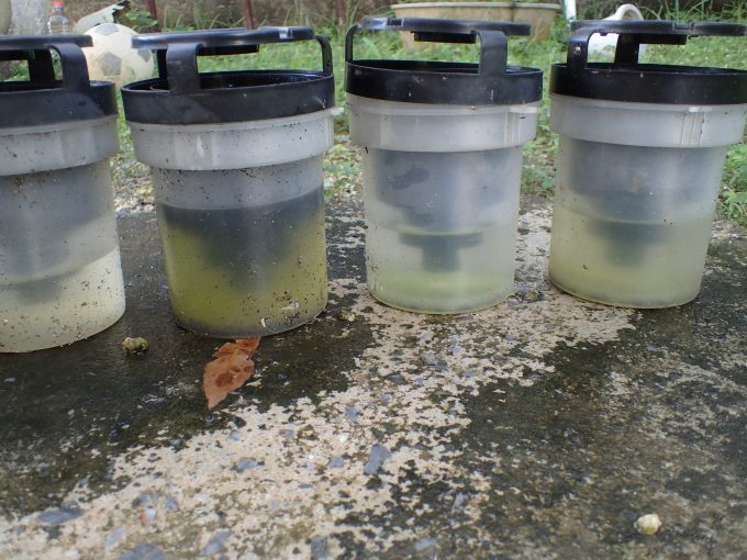 容器内の雨水が緑色に汚れたり、蒸発で水位が低くなった「蚊とりん」