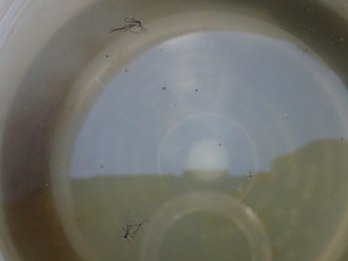 容器内の雨水に浮かんで死んでいる成虫のヤブ蚊