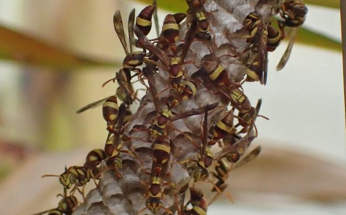 体長2,3センチほどの蜂が群がって巣作り作業中の真下に手を差し込んだのだ