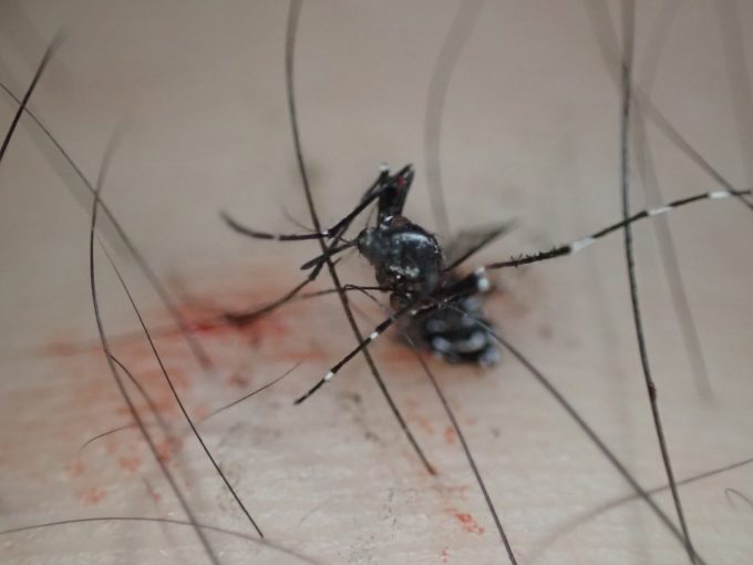 息絶えたヤブ蚊が足の上で死んでいる