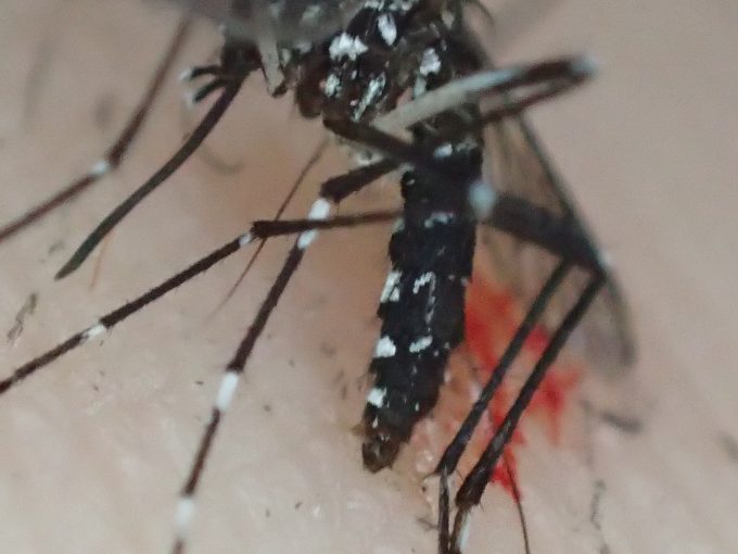 血を吸っていた害虫ヤブ蚊（ヒトスジシマカ）を叩いて駆除した死骸の写真・画像