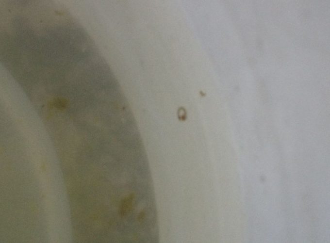 内部の雨水で孵化したヤブ蚊の赤ちゃんボウフラが泳いでいる