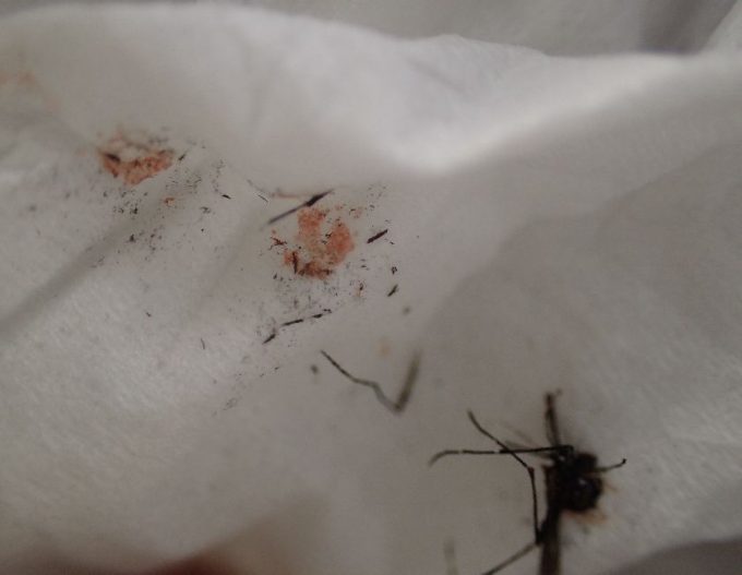 ティッシュペーパーに蚊の死骸、血や黒い鱗粉がこびりついている