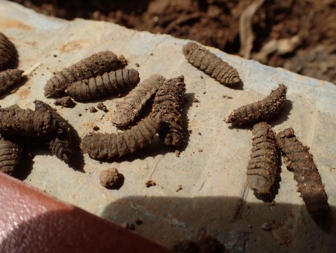 生ゴミを埋めた場所の土を掘り返すとおびただしい数のコウカアブ・ミズアブの幼虫（うじ虫）が出てきた