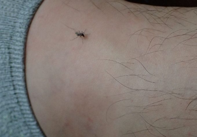 足首にチクッ！とした痛みを感じて見てみたらヤブ蚊が血を吸い始めていた