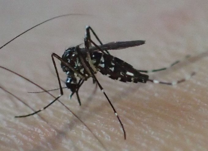 ヒトの足から吸血する害虫ヤブ蚊（ヒトスジシマカ）のメス