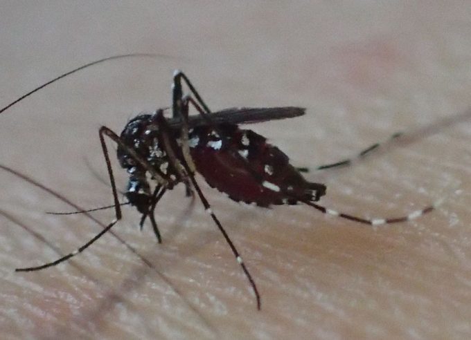 ヒトの足から吸血する害虫ヤブ蚊（ヒトスジシマカ）のメス