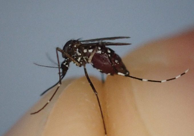 腹一杯に血を吸ったヤブ蚊を捕獲した写真・画像