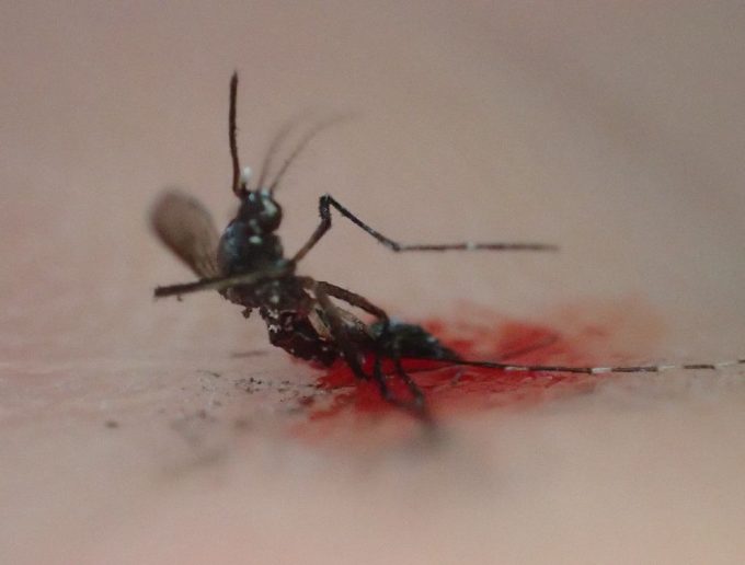 血を吸った害虫ヤブ蚊を叩いて退治・駆除した死骸の写真