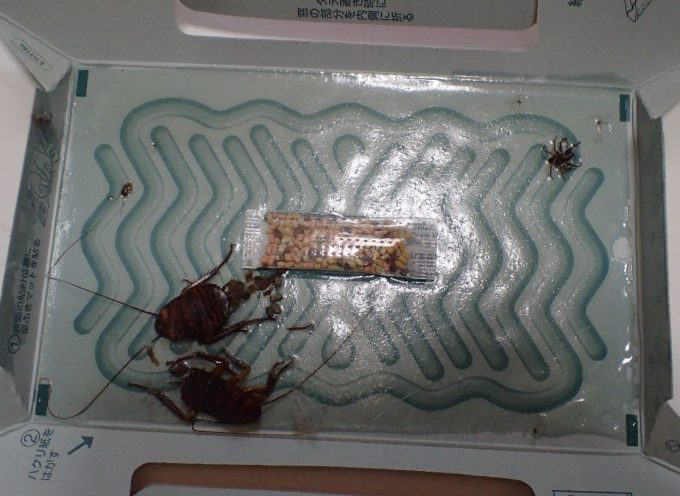 他のゴキブリホイホイには運良く2匹の幼齢ゴキブリが掛かっていた