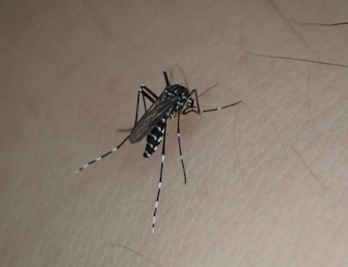 害虫ヤブ蚊（ヒトスジシマカ）が血を吸う様子