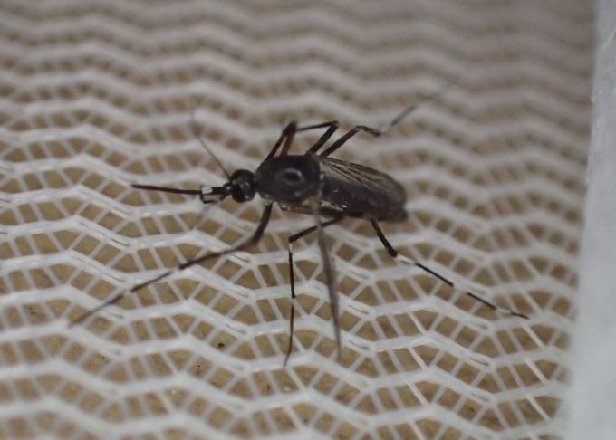 編み目の細かい虫取り網の登場に動揺を隠せないヤブ蚊