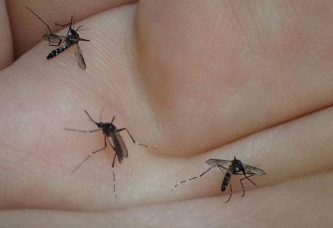 合計3匹のヤブ蚊で実験した結果、吸血前の細い状態でも逃げられることはなかった