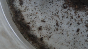 ［アニメgif］雨水が溜まった桶の中で蚊の幼虫ボウフラが泳いでいる