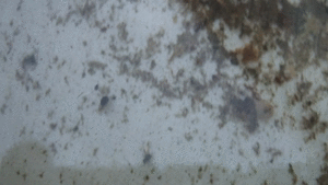 ［アニメgif］雨水が溜まった桶の中で蚊の幼虫ボウフラが泳いでいる