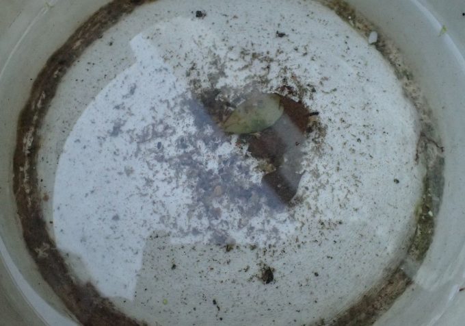 雨水が溜まった桶の中で蚊の幼虫ボウフラが泳いでいる