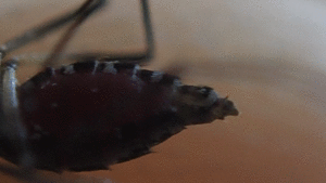 蚊のお尻から透明な液体（オシッコ？）が放出される瞬間のアニメGIF