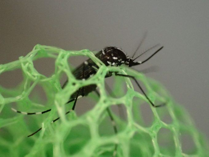 虫取り網の穴から体半分だけ出して暴れるヤブ蚊