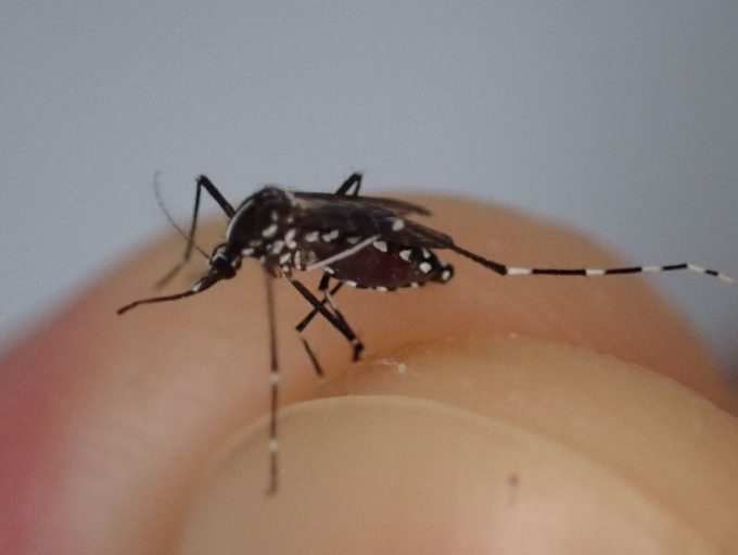 産卵の栄養源として吸った血液が災いして自滅したメスのヤブ蚊