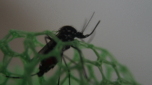 （アニメgif画像）虫取り網の穴に腹部が引っ掛かるヤブ蚊