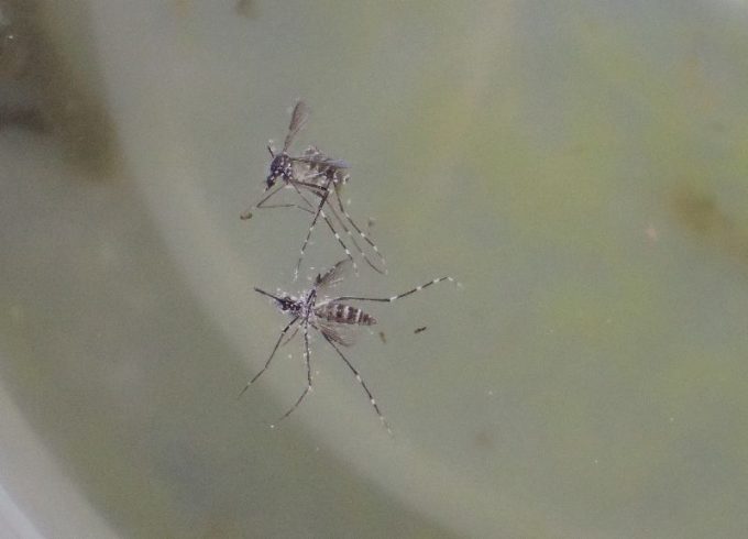 蚊とりんの中で羽化して成虫になったが外へ出られなかったヤブ蚊の死骸