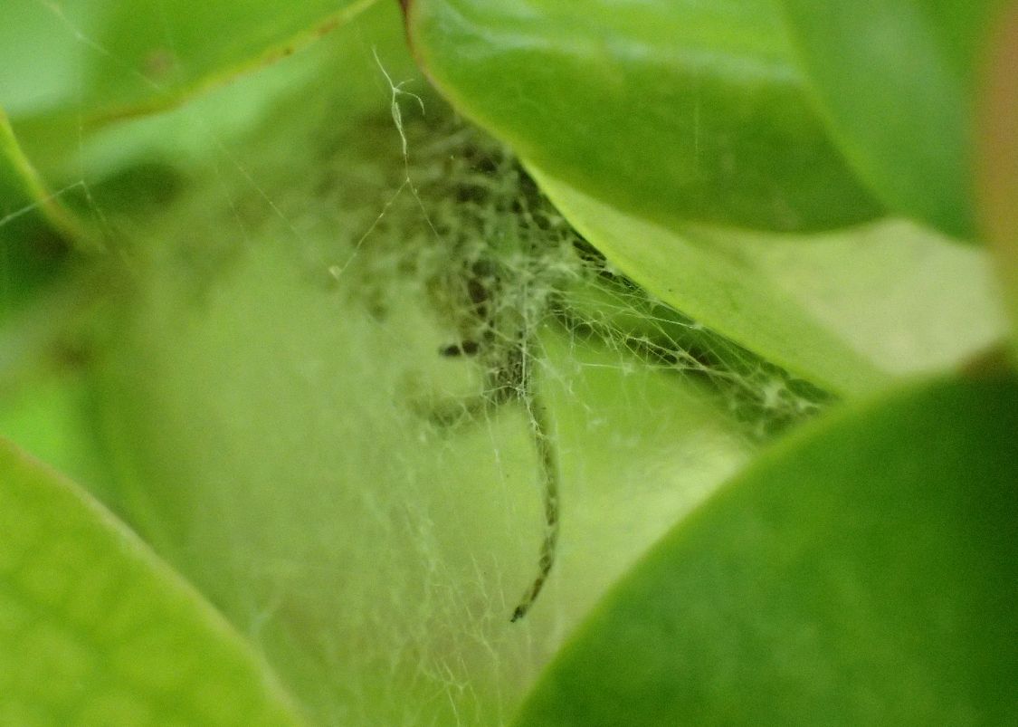 草の中に糸で作った巣に隠れる蜘蛛