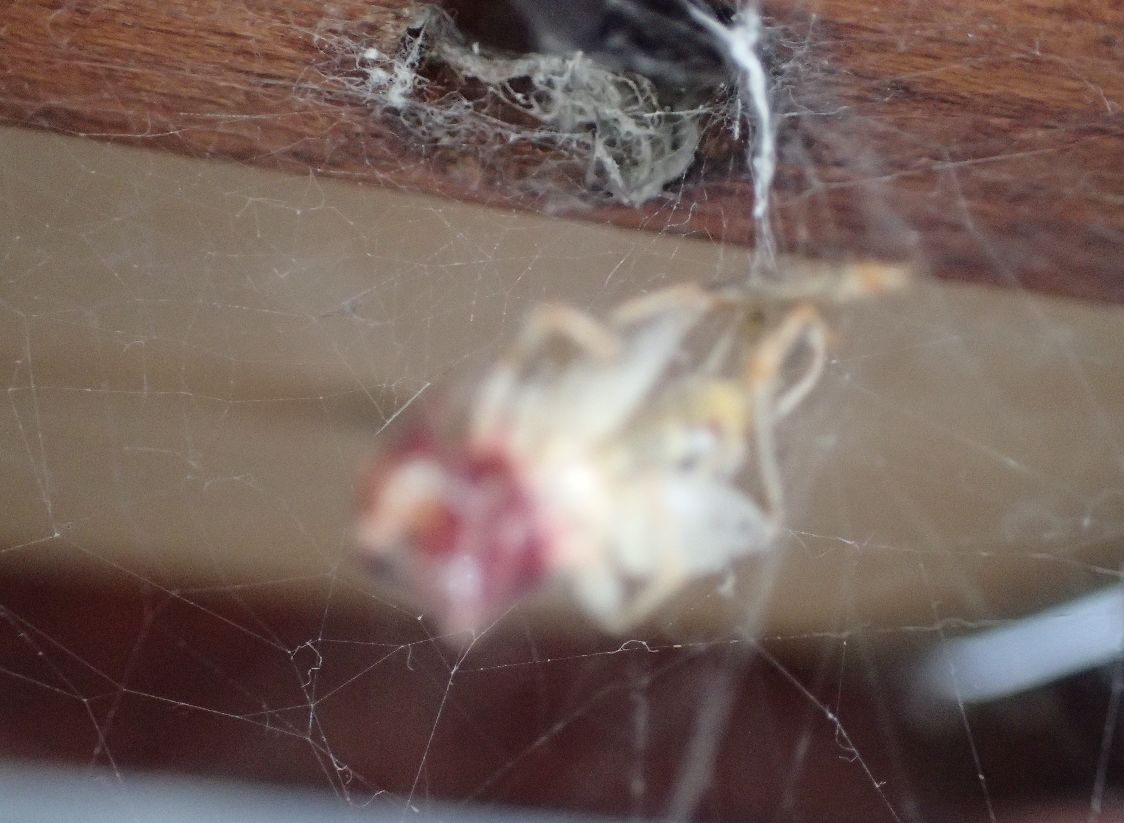 クモの巣に掛かったコオロギを捕食するヒメグモ