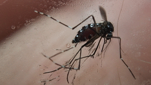 ［アニメGIF］腹部から透明な液体（おしっこ？）を放出するヤブ蚊