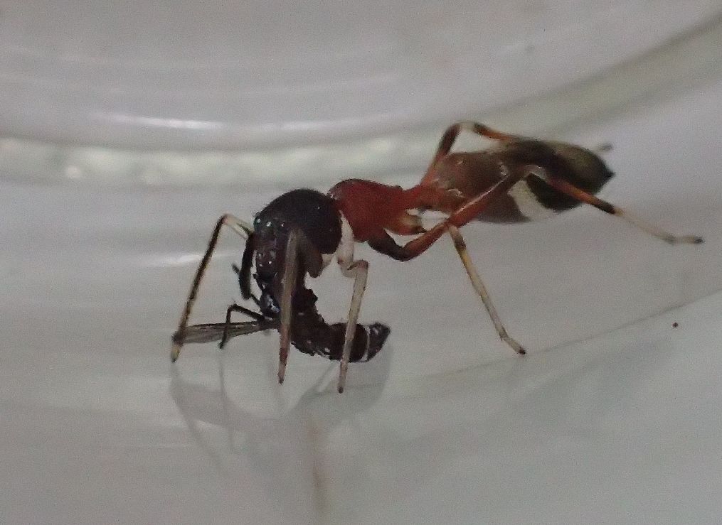 蟻蜘蛛（アリグモ）に血を吸った蚊を餌として与えてみた