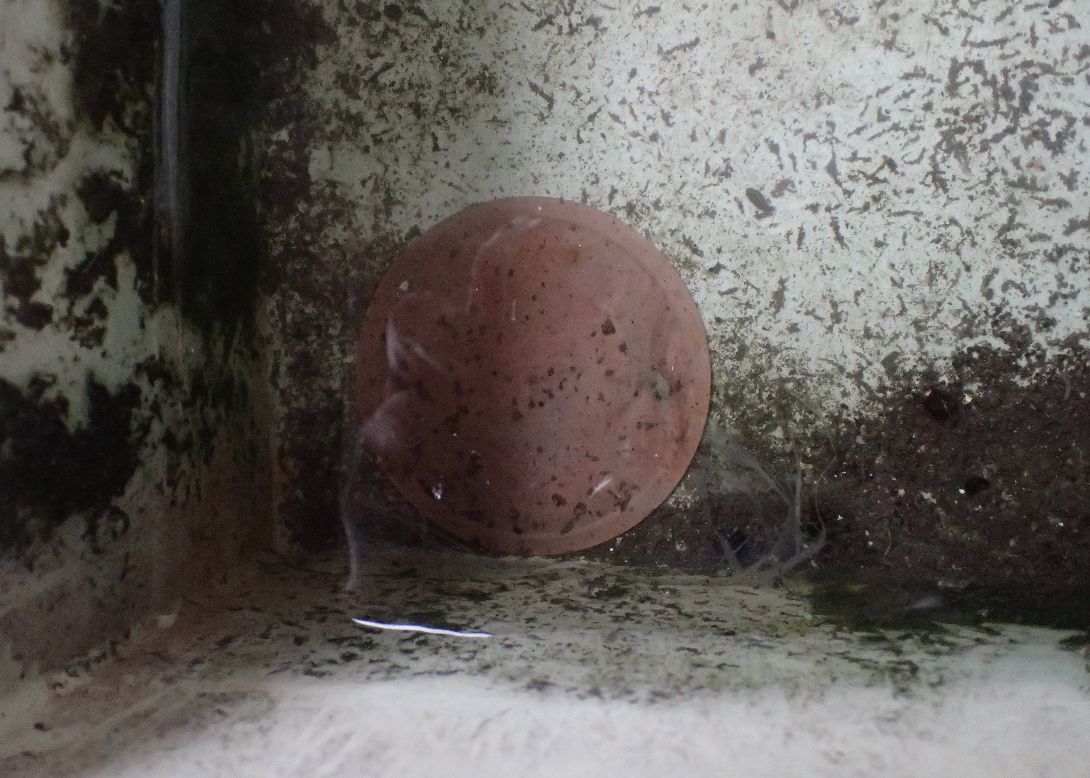 幼虫ボウフラの発生を抑える抗菌銅板プレート エレキンギョ