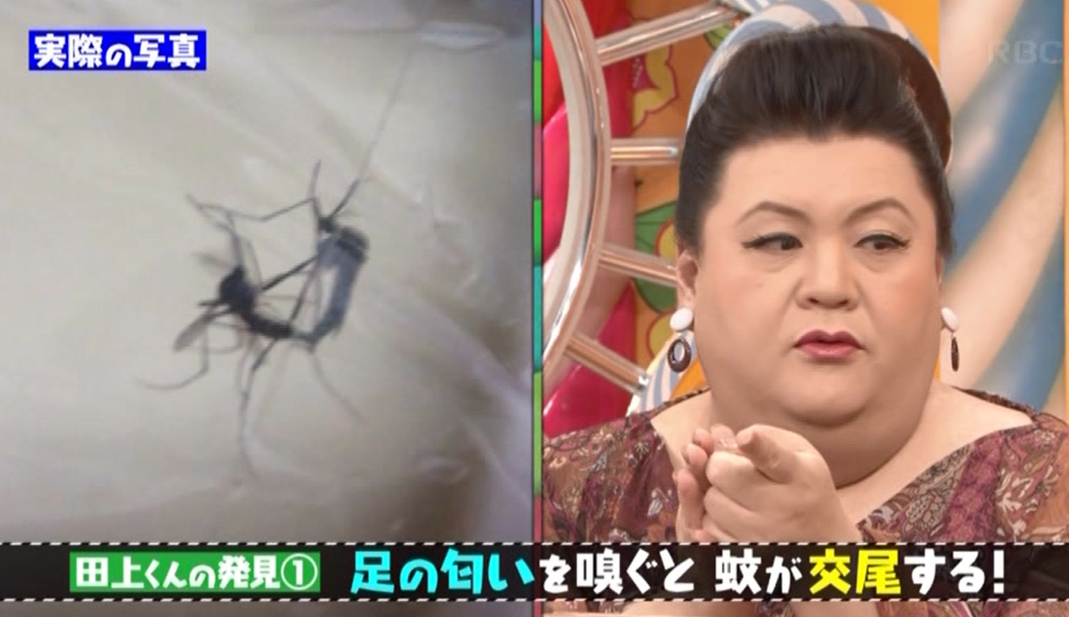 マツコの知らない蚊の世界　ゲスト：田上大喜さん
