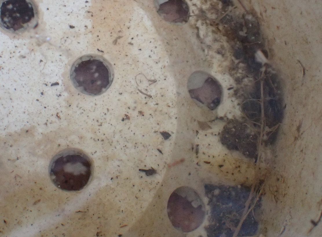 雨水が溜まった植木鉢の中に蚊の幼虫ボウフラが発生していた